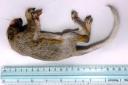 The dead juvenile squirrel found in Selsley which baffled scientists
