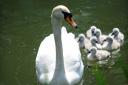 VIDEO: Seven cygnets swimming at Ebley Mill