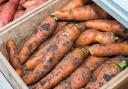 fresh dug carrots Ref:RH180918070    Rob Haining / The Scottish Farmer.