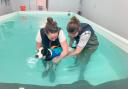 Wiz having treatment at  Five Valleys Canine Hydrotherapy Centre near Miserden to restore muscle movement and aid recovery in water