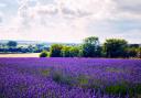 Stunning vibrant purple lavender fields.