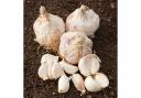 Photo of garlic ready for planting. See PA Feature GARDENING Allotment. Picture credit should read: Alamy/PA. WARNING: This picture must only be used to accompany PA Feature GARDENING Allotment..