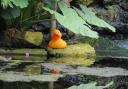 Giant Duck Hunt at Slimbridge Wetland Centre