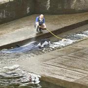 A small whale was stranded in the River Thames