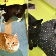 These 4 cats with Cotswolds Dogs and Cats Home in Gloucestershire need new homes (CDCH/Canva)