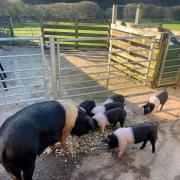 Litter of rare British Saddleback piglets