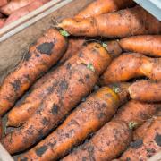 fresh dug carrots Ref:RH180918070    Rob Haining / The Scottish Farmer.