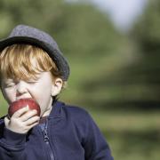 Young cute Redhead Baby Boy Picking Apples in Orchard.