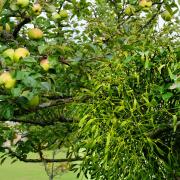 European mistletoe growing on its host apple tree outdoors in the UK.