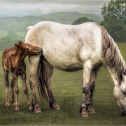Wild colt foal by Trish Bloodworth