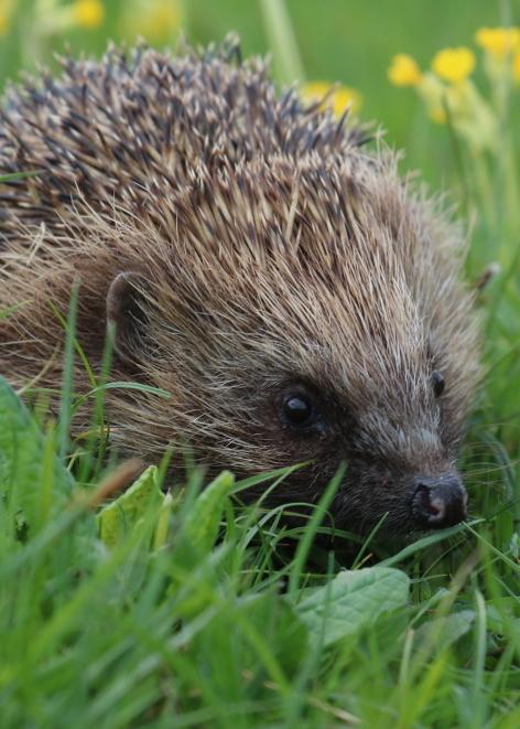 How You Can Help The Hedgehogs In Your Garden Stroud News And