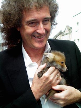 Brian May cradles a fox cub