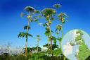 Giant Hogweed spotted in Stroud. (WhatShed and Pixabay)