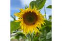 Beautiful sunflower field opening soon in Stroud
