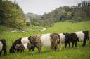Belted Galloway cattle at Woodchester Park