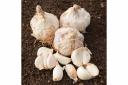 Photo of garlic ready for planting. See PA Feature GARDENING Allotment. Picture credit should read: Alamy/PA. WARNING: This picture must only be used to accompany PA Feature GARDENING Allotment..