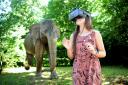 Virtual Reality safari at Sudeley