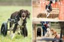 A dog show is taking place in memory of Soldier, who died in January aged two - photos by Megan Williams