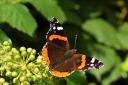 Butterfly by Elizabeth Oakley
