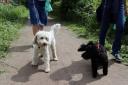 Decision made on rules for dog walkers across Stroud district area