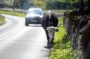 Calls have been made for more road safety measures to prevent killing of cattle and horses on Minchinhampton and Rodborough Commons.