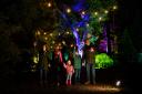 A magical Christmas lights show at Westonbirt Arboretum is back