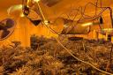 Police uncovered a cannabis farm during dramatic incident in Cheltenham this morning