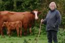 Farmer Hillary Ogden with her beloved cow Cleo and one of our cows and one of our calves