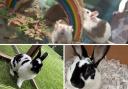 These animals with the Cotswolds Dogs and Cats Home in Gloucestershire need new homes (CDCH/Canva)