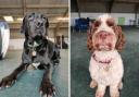 2 dogs at Cotswolds Dogs and Cats Home are looking for forever homes (CDCH/Canva)