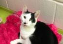 These 4 cats with Cotswolds Dogs and Cats Home in Gloucestershire need new homes (CDCH)
