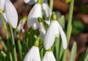 Snowdrops by Dave Cooper