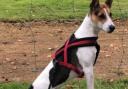 Man in balaclava tries to steal dog from 16 year old boy in Stonehouse woods. Image is of Mini, the whippet cross in question