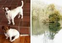 The dogs went missing at Cherington Pond (photo: Mandy Frances Shipway, Gloucestershire Camera Club).