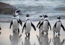 Celebrate Word Penguin Day with penguin parties at SEA LIFE (Canva)