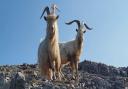 Kashmiri goats at Great Orme