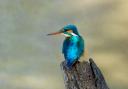 Kingfishers spotted at Slimbridge Wetland Centre