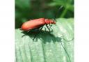 Cardinal beetle by Amy Gatley