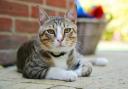 A warning has been issued by PETA after five cats died in Stroud recently (library image)
