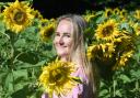 September  04 2023

Copyright Photographer Simon Pizzey 

Here Comes the Sun! Better late than never

 By Simon Pizzey

Stroud farmer Ellie Dangerfield was disappointed in the last week of August when her sunflowers hadn't flourished as
