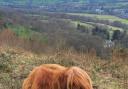 Cow on Malvern Hills by Aaron Herring
