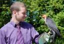 Reporter James Davis with Nelson the three-year-old peregrine falcon     smw678h07