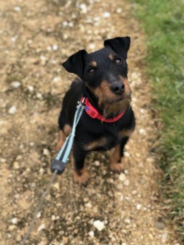 Stroud News and Journal: Yoko is a 3-year-old Jagd Terrier (CDCH)