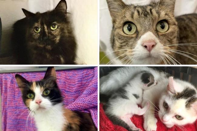 These 4 cats with the Cotswolds Dogs and Cats Home in Gloucestershire need new homes (CDCH/Canva)