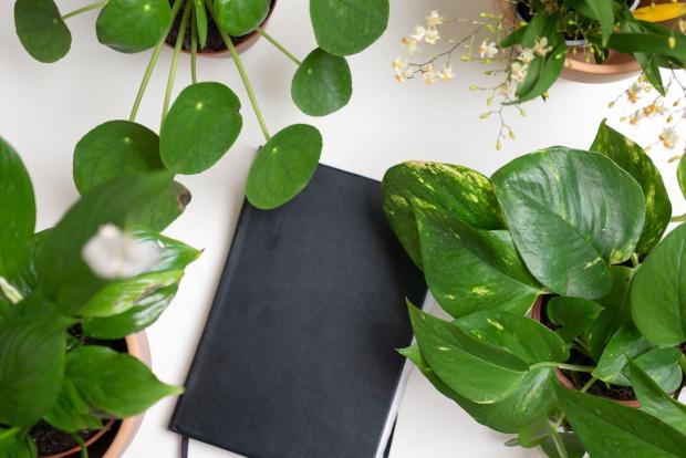 Stroud News and Journal: A black notebook surrounded by indoor plants. Credit: PA