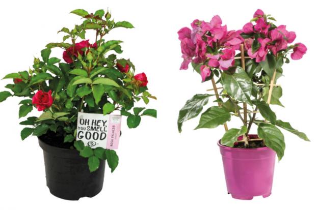 Stroud News and Journal: (left) garden rose and (right) bougainvillea (Lidl/Canva)