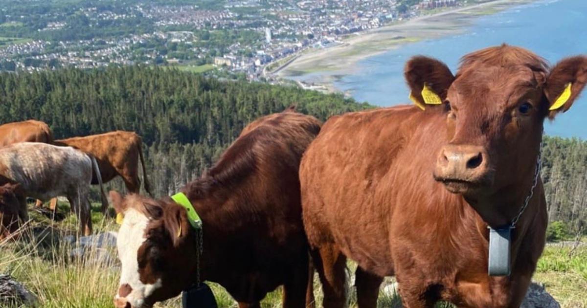 Traditional cows to help bring mountainside back to life after devastating fires - Vimarsana News