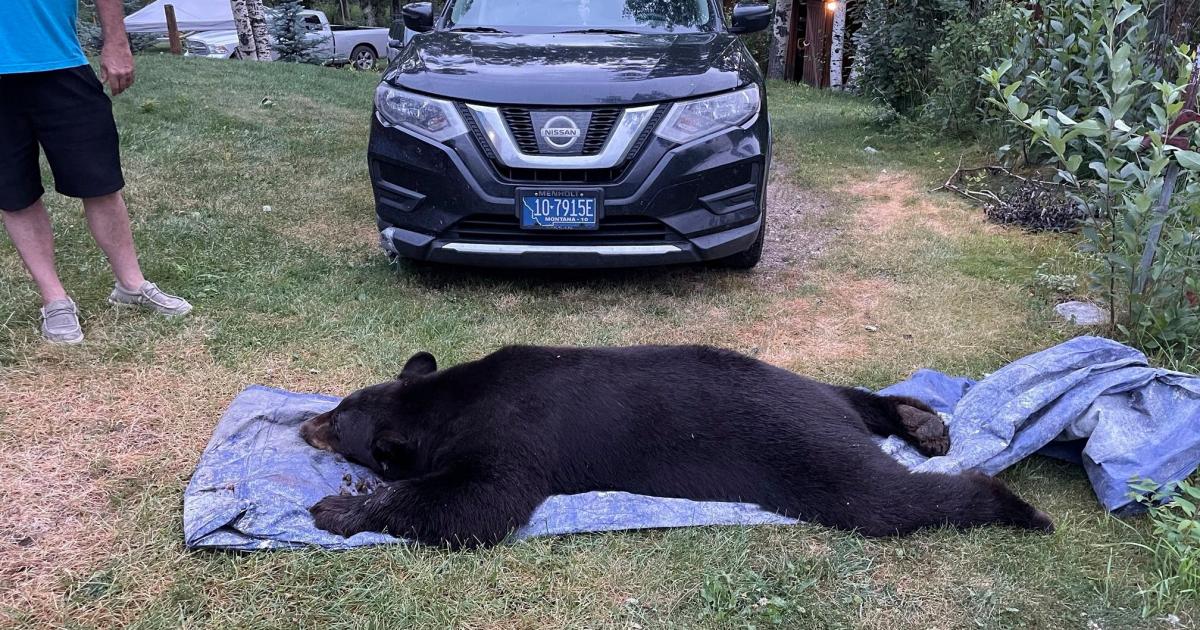 Man shocked to find night-time intruder in living room is 20st black bear - Vimarsana News