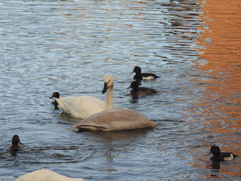 Rare swans return to area marking start of winter 