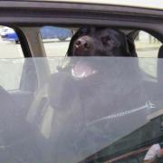 File photo of a dog in a hot car // RSPCA